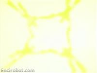 Encirobot.com