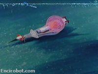 Encirobot.com